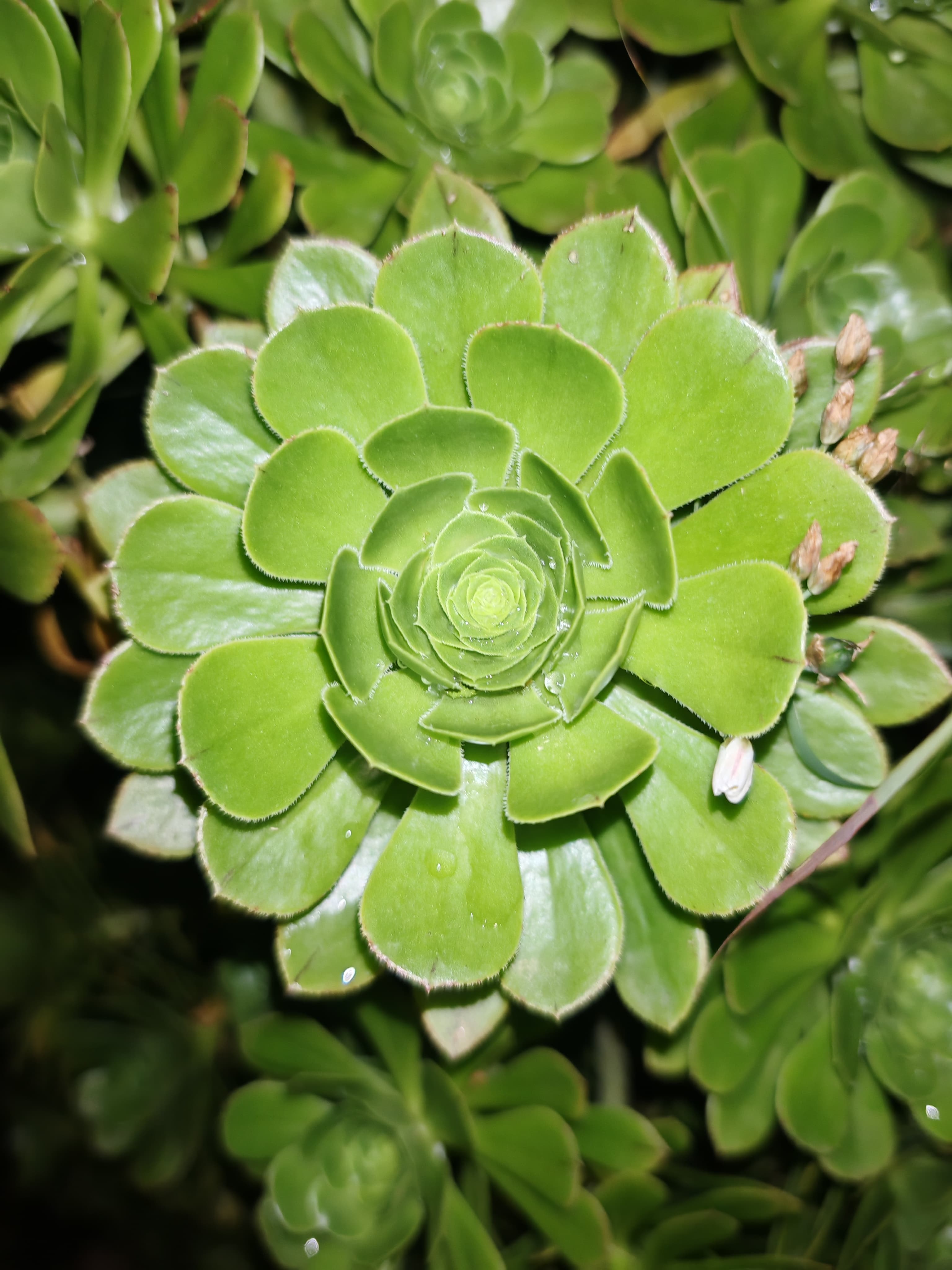 Aeonium arboreum